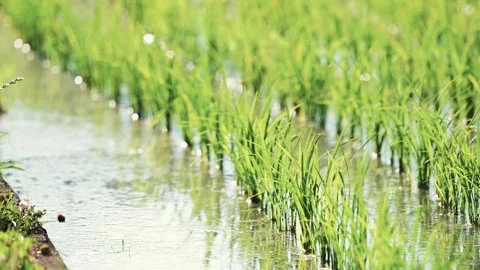 Fresh green rice fields, rice seedlings blowing in the gentle breeze. Stock Footage 279364078