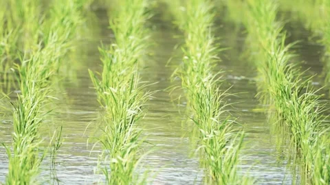 Fresh green rice fields, rice seedlings blowing in the gentle breeze. Stock Footage 279364084