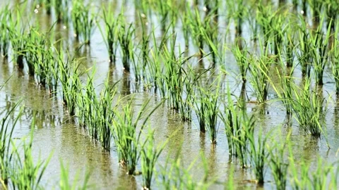 Fresh green rice fields, rice seedlings blowing in the gentle breeze. Stock Footage 279364117