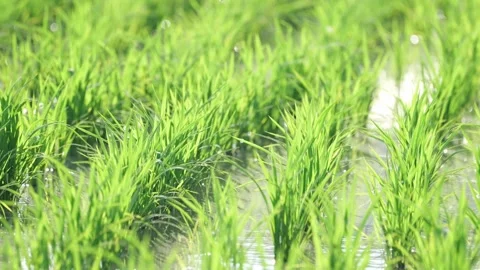 Fresh green rice fields, rice seedlings blowing in the gentle breeze. Stock Footage 279364236