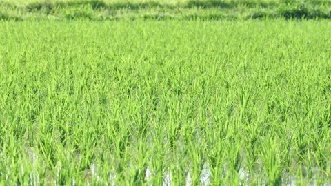 Fresh green rice fields, rice seedlings blowing in the gentle breeze. Stock Footage 279364257
