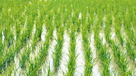 Fresh green rice fields, rice seedlings blowing in the gentle breeze. Stock Footage 279364372