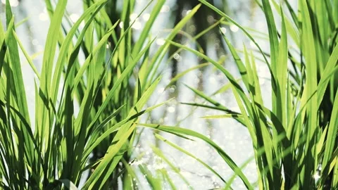 Fresh green rice fields, rice seedlings blowing in the gentle breeze. Stock Footage 279364391
