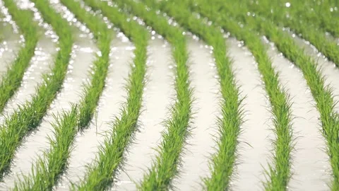 Fresh green rice fields, rice seedlings blowing in the gentle breeze. Stock Footage 279364473