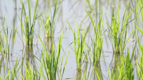 Fresh green rice fields, rice seedlings blowing in the gentle breeze. Stock Footage 279364476