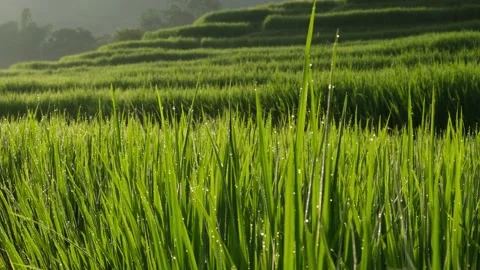 Fresh green Rice paddy fields with dew drop in the Morning. Stock Footage 144159678