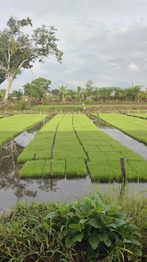 Fresh Green Rice SEedlings in The Fields Stock-Footage 326369809