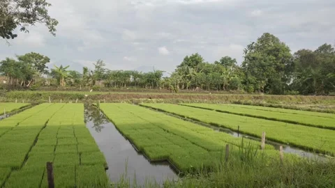 Fresh Green Rice SEedlings in The Fields Stock Footage 326369810