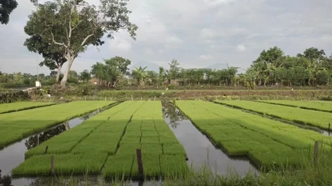 Fresh Green Rice SEedlings in The Fields Stock Footage 326369818