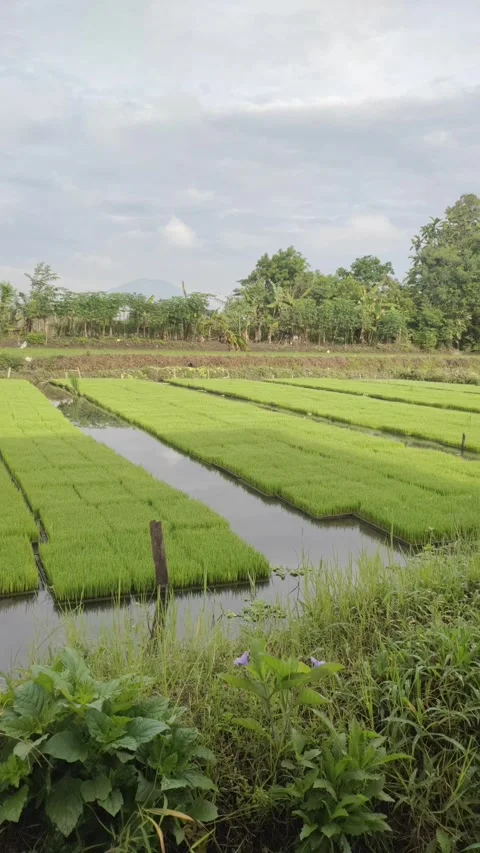 Fresh Green Rice SEedlings in The Fields Stock Footage 326369828
