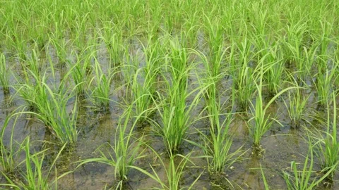Fresh Green Rice Seedlings Stock-Footage 333911344