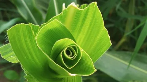 Fresh Green Rolled Corn Leaf Shoot in Field Stock-Fotos
