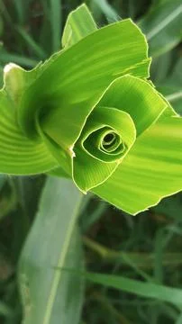 Fresh Green Rolled Corn Leaf Shoot in Field Fotos Stock