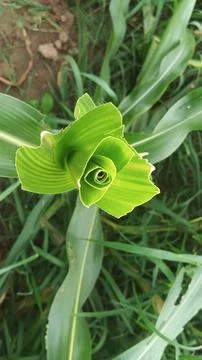 Fresh Green Rolled Corn Leaf Shoot in Field Stock-Fotos