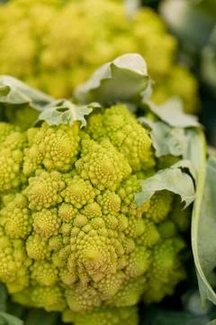 Fresh green romanesco broccoli cabbage macro closeup Stock Photos