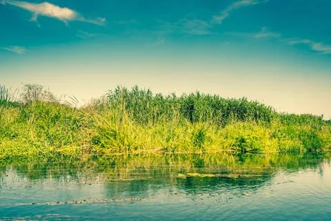 Fresh green rushes at a river Stock Photos