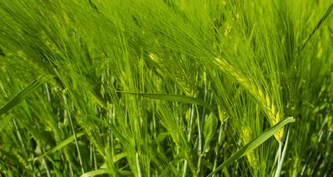 Fresh green rye fields on a summer day. Green ears of barley in an agricultural Stock Photos