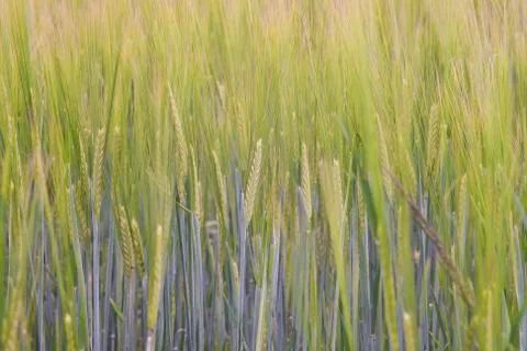 Fresh green rye Foto stock