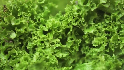 Fresh green salad close up Stock Footage 133344537