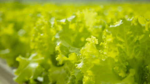 Fresh green salad Stock Footage 62707962