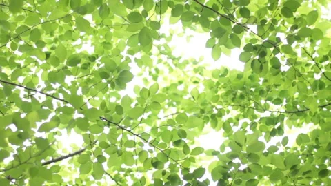 Fresh Green Scenery Видео 332490775