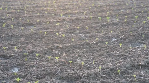 Fresh Green Seedlings Sprouting Stock Footage 326158540