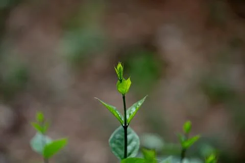 Fresh green shoot growing in tropical forest. Regeneration, new life, susta.. 库存照片