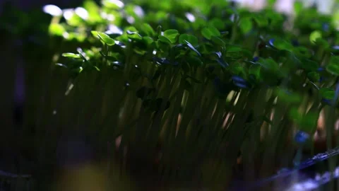 Fresh green shoots growing, suitable for backgrounds or still life compositio Stock Footage 337431076