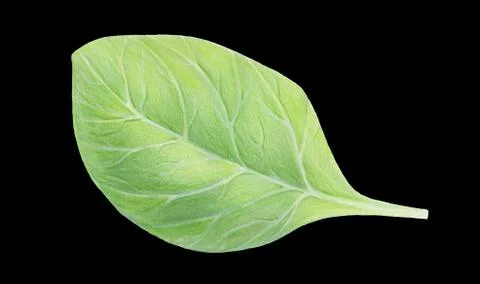 Fresh green spinach leaf isolated on black background. Watercolor hand drawn Stock Illustration