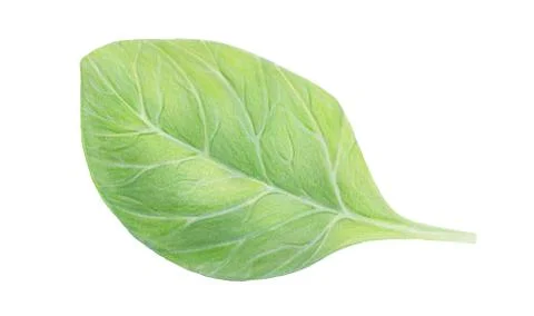 Fresh green spinach leaf isolated on white background. Watercolor hand drawn Stock Illustration