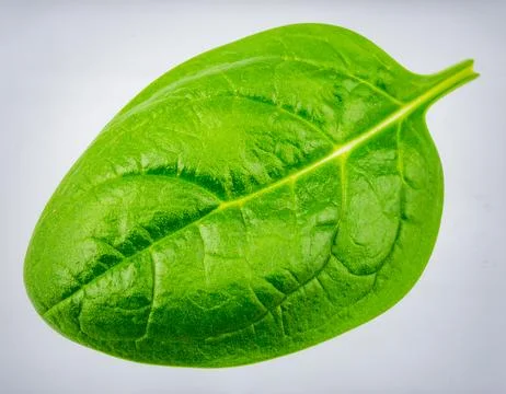 Fresh Green Spinach Leaf Isolated on White Background Representing Biotic O.. Stock Photos