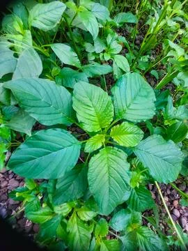 Fresh green spinach plants thriving in organic garden Stock Photos
