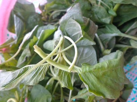 Fresh green spinach ready for processing Stock Photos