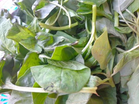 Fresh green spinach ready for processing Foto stock