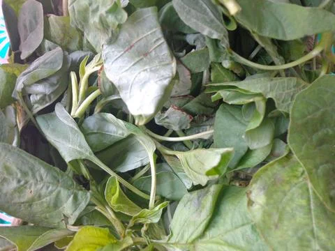 Fresh green spinach ready for processing Photos