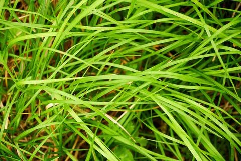 Fresh green spring grass background texture Foto stock