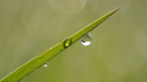 Fresh green spring grass with dew drops. Stock Footage 73822206
