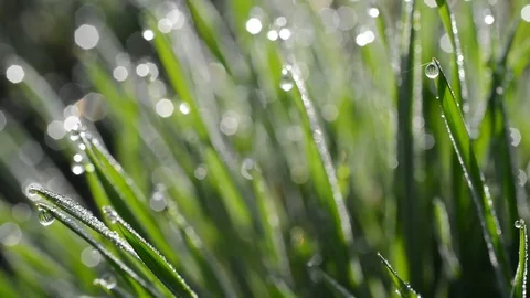 Fresh green spring grass with dew drops Stock Footage 74059911