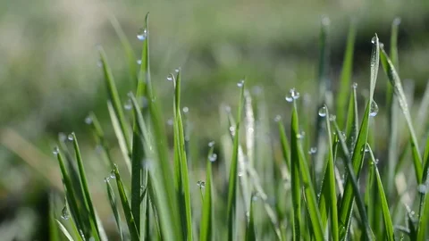 Fresh green spring grass with dew drops. Stock Footage 74060057