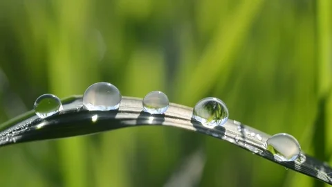 Fresh green spring grass with dew drops. Stock Footage 74407707