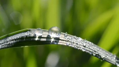 Fresh green spring grass with dew drops. Stock Footage 86183976