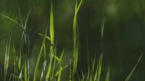 Fresh green spring grass with dew drops. Blurred grass background. Copyspace. Stock Footage 126599436