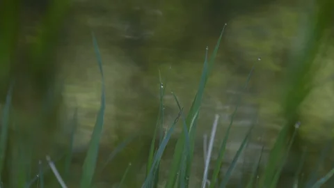 Fresh green spring grass with dew drops on a blurred background of water. Stock Footage 126599509