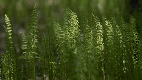 Fresh green spring grass with dew drops. Blurred grass background. Copyspace. Stock Footage 126599574