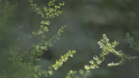 Fresh green spring grass with dew drops. Blurred grass background. Copyspace. Stock Footage 126992691