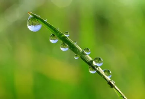 Fresh green spring grass with dew drops Stock Photos