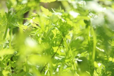 Fresh green spring grass Stock Photos