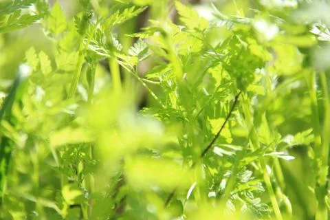 Fresh green spring grass Stock Photos