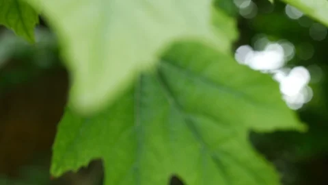 Fresh green spring leaves Stock Footage 90073528