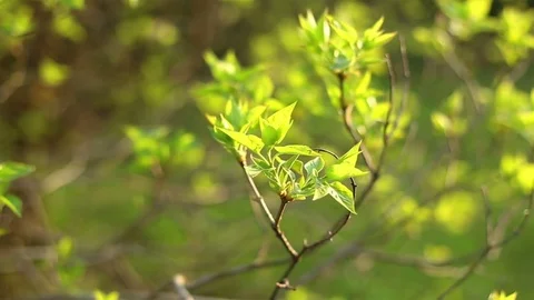 Fresh green spring leaves. Tree branches Stock Footage 83155605